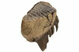 Woolly Mammoth Molar With Roots - Siberia #227422-5